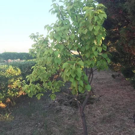 Olimpo Bed and Breakfast Κρότωνας